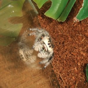 Phidippus regius - Tallahassee