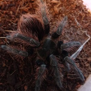 Pamphobeteus sp. "Chicken Spider"