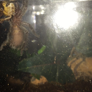 Grammostola pulchra