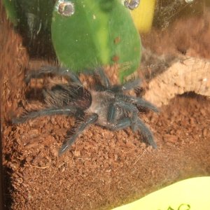 Brachypelma albopilosum Nicaragua - Nicarao