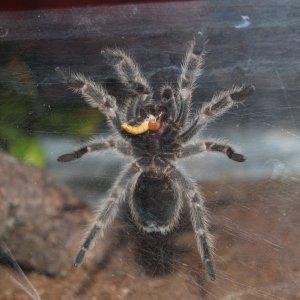 Rose Grammostola porteri supper time