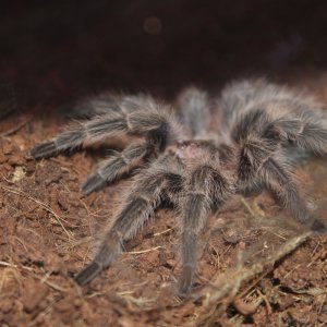 Rose Grammostola porteri