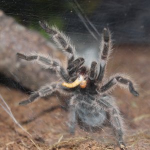 Rose Grammostola porteri supper time