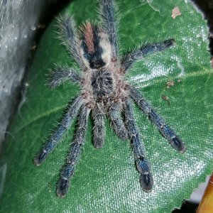 Avicularia sooretama #1