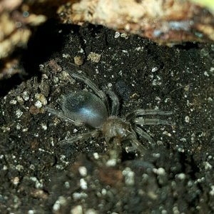 Pterinopelma sazimai #1