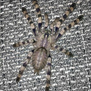 Poecilotheria formosa "Skye"