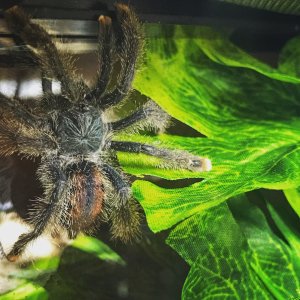 Blair (Avicularia Avicularia)