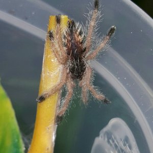 Avicularia amazonica #1