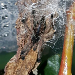 Avicularia amazonica #2