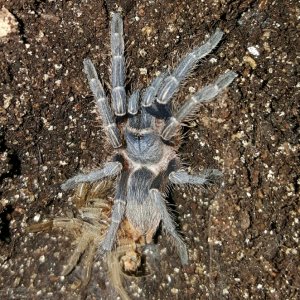 Aphonopelma seemanni - Blue #1