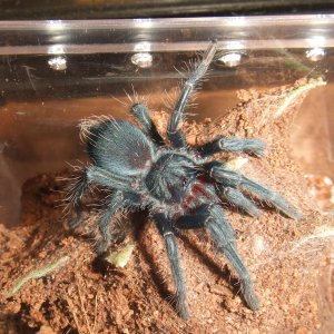 Phormictopus sp. full green - Guaba