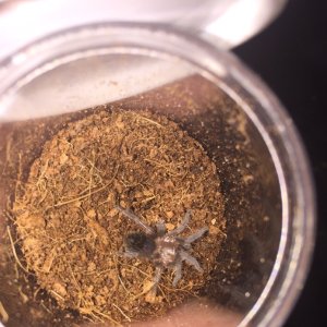 Brachypelma albopilosum