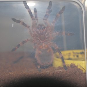 This is D'Argo. A. Geniculata