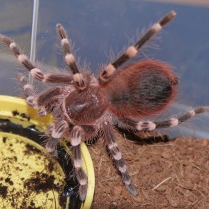 Acrobatic Geniculata