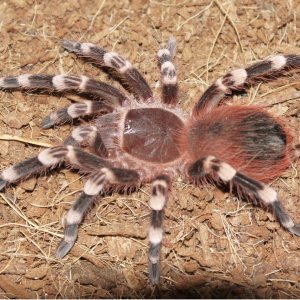 Zhaan, my other A. Geniculata