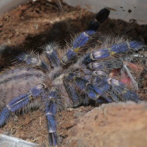 P. Metallica number 1, Cliff.