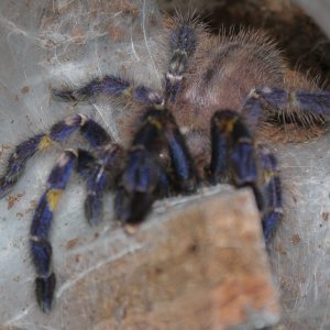 P. Metallica number 2, Burton.