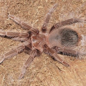 L. Parahybana. Aeryn.