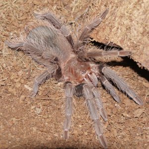 L. Parahybana. Crichton.