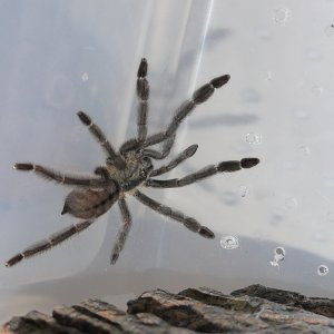P. Cambridgei, Chiana.