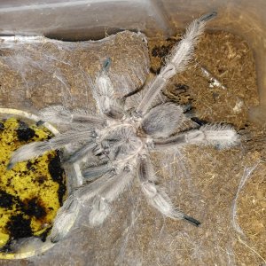 Chilobrachys SP. Penang. Scorpius.