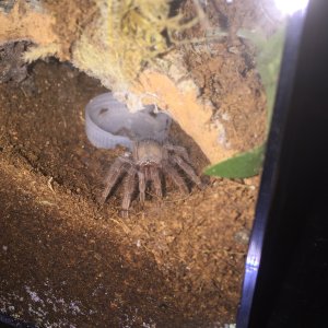 Lasiodora parahybana