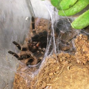 Grammostola pulchripes "Lucifer"