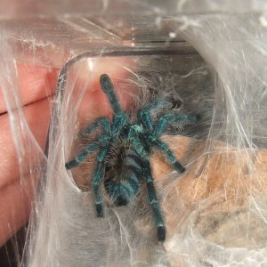 Avicularia versicolor - Jazz