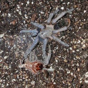 Aphonopelma seemanni - Blue #2