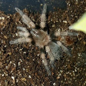 Brachypelma smithi