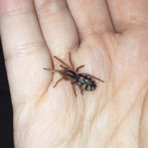 Hapalopus sp. Colombia large "Pumpkin"