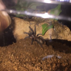 Brachypelma vagans