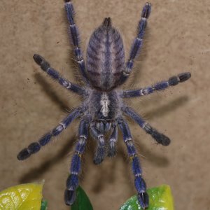 Exploring his new place.