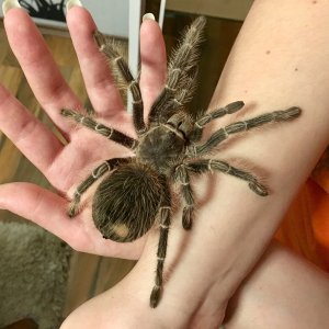 Lasiodora parahybana "Phobia"