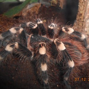 Acanthoscurria geniculata