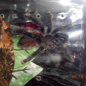 Avicularia urticans