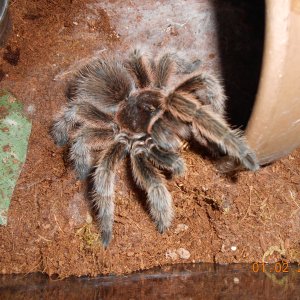 Grammastola rosea