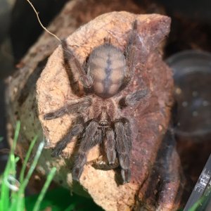 Psalmopoeus cambridgei "Angel"