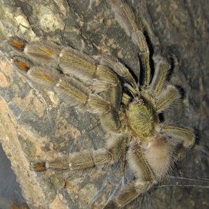 P. cambridgei ("Crais", gone but not forgotton!)