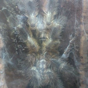 Bhaji................ P regalis