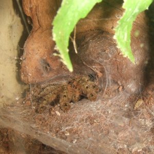 Stromatopelma calceatum - Peanut