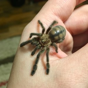 Psalmopoeus cambridgei "Angel"