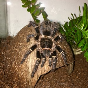 Grammostola pulchripes "Lucifer"