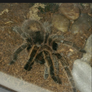 G.porteri