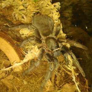 A.seemanni