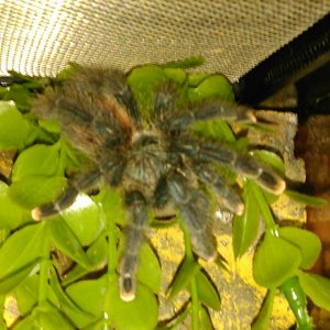 A.avicularia