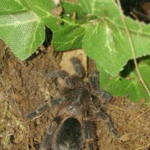 G.pulchripes