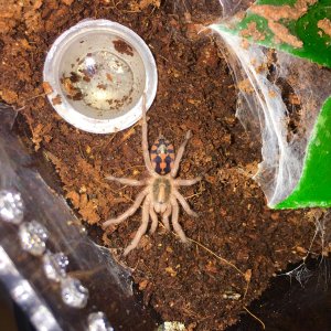 Hapalopus sp. Colombia "Pumpkin"