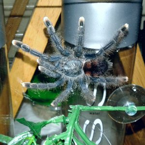 Avicularia avicularia