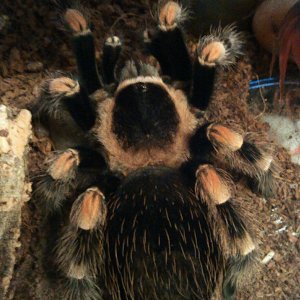 B.smithi